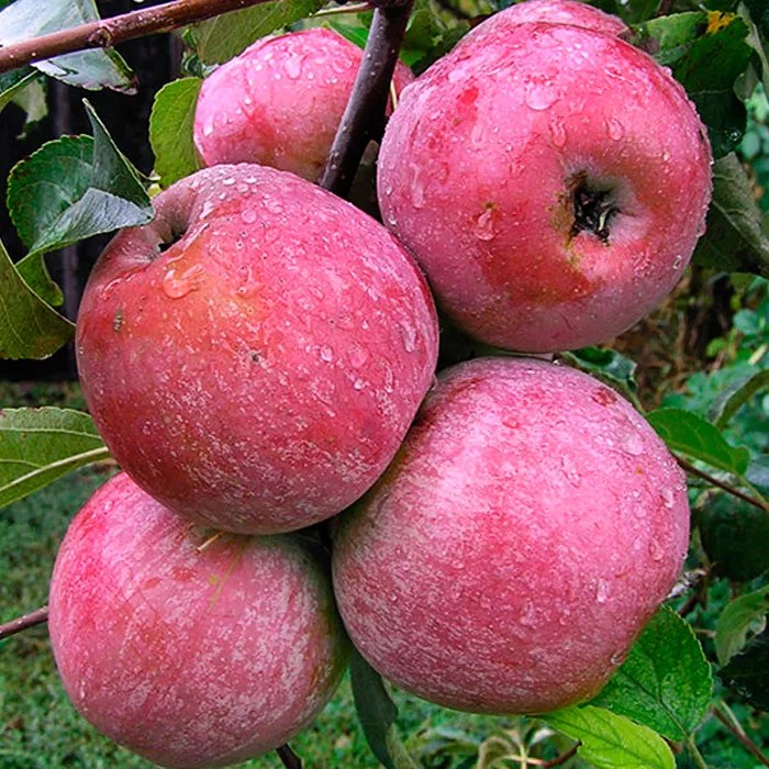 Яблоня Память Ульянищева 3-х летка 