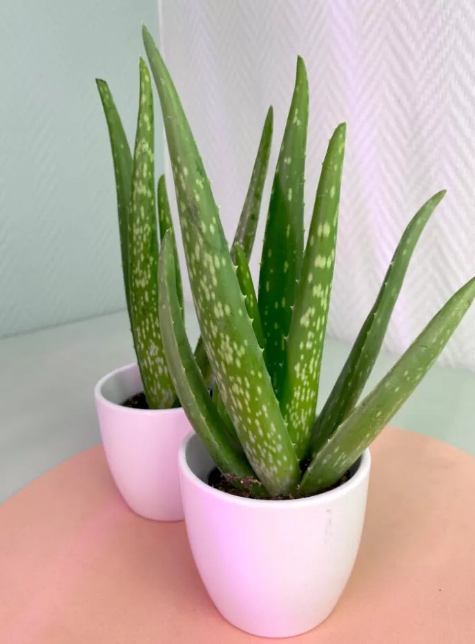 Алоэ Вера d12 ХР 