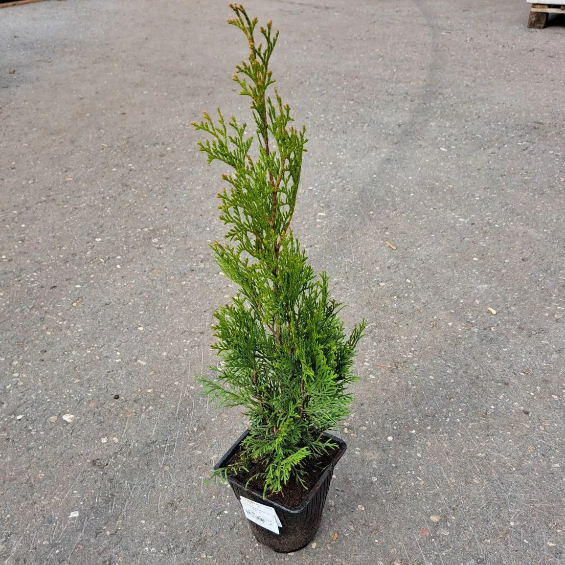 photo_5190450428435886121_y