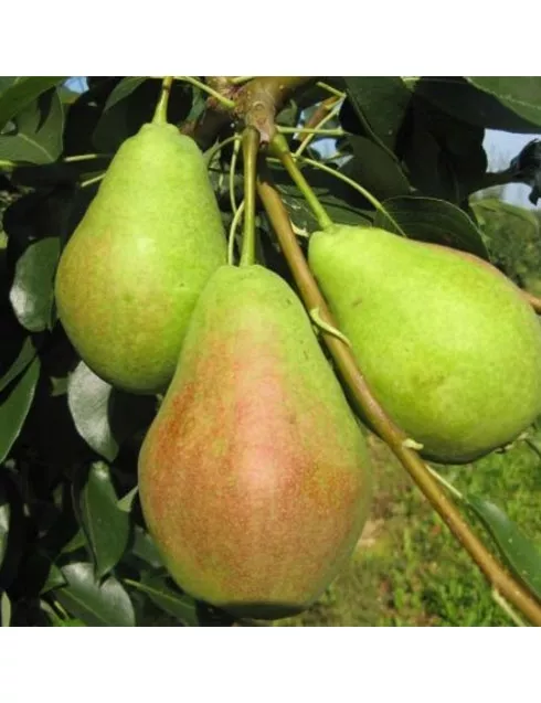  Груша Аллегро С7,5 ЦО 