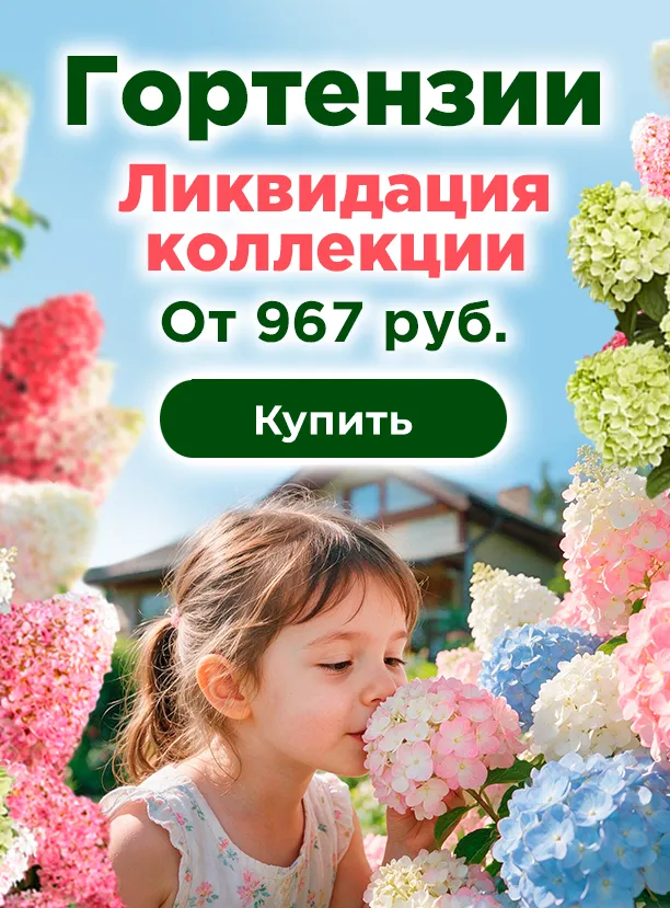 Гортензия для сада