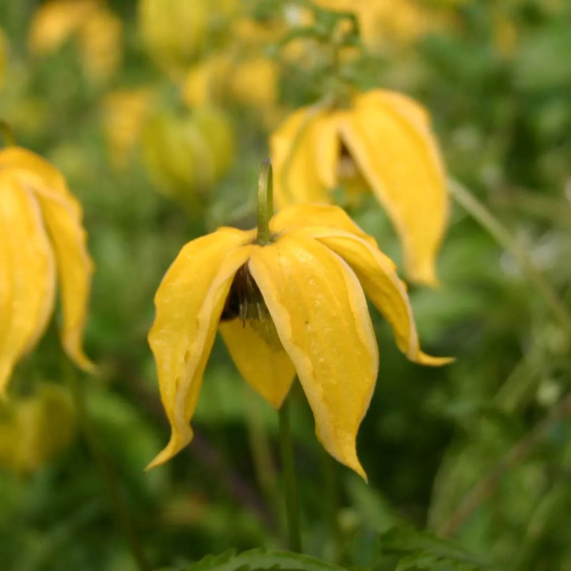 Клематис Ламбтон Парк v2 