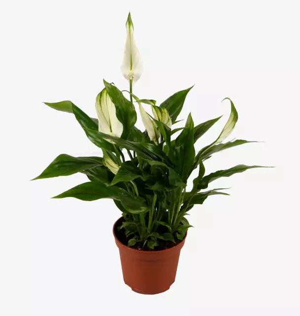 Спатифиллум Шопен в плошке d17 h40 