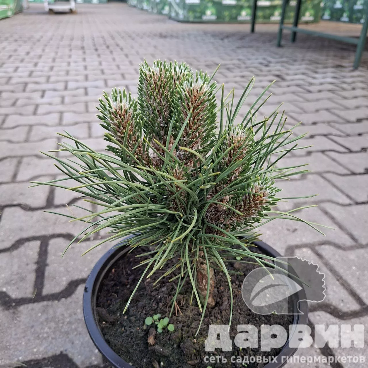 Сосна черная Нана v5 Lav 