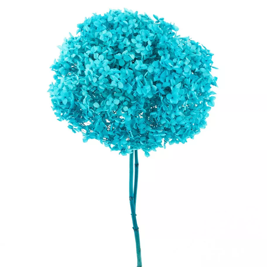 Сухоцветы Гортензия 60-65см, тиффани по цене 
