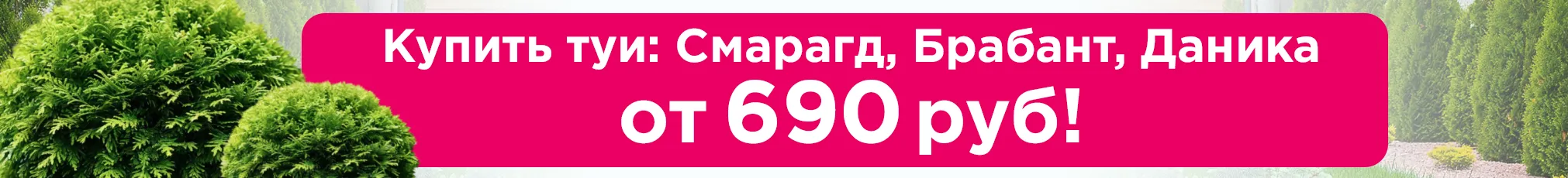 Туи