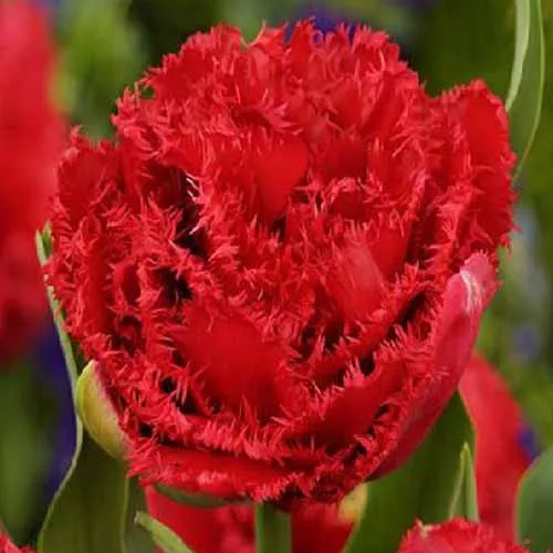 Луковица НВМ Тюльпан Лайон Кинг 10/11 красный 5шт 