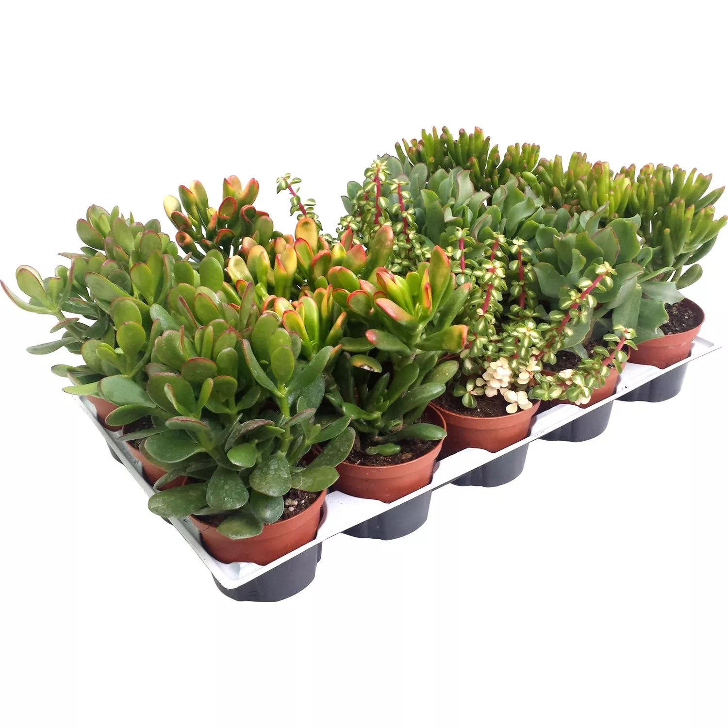 Крассула микс d15 