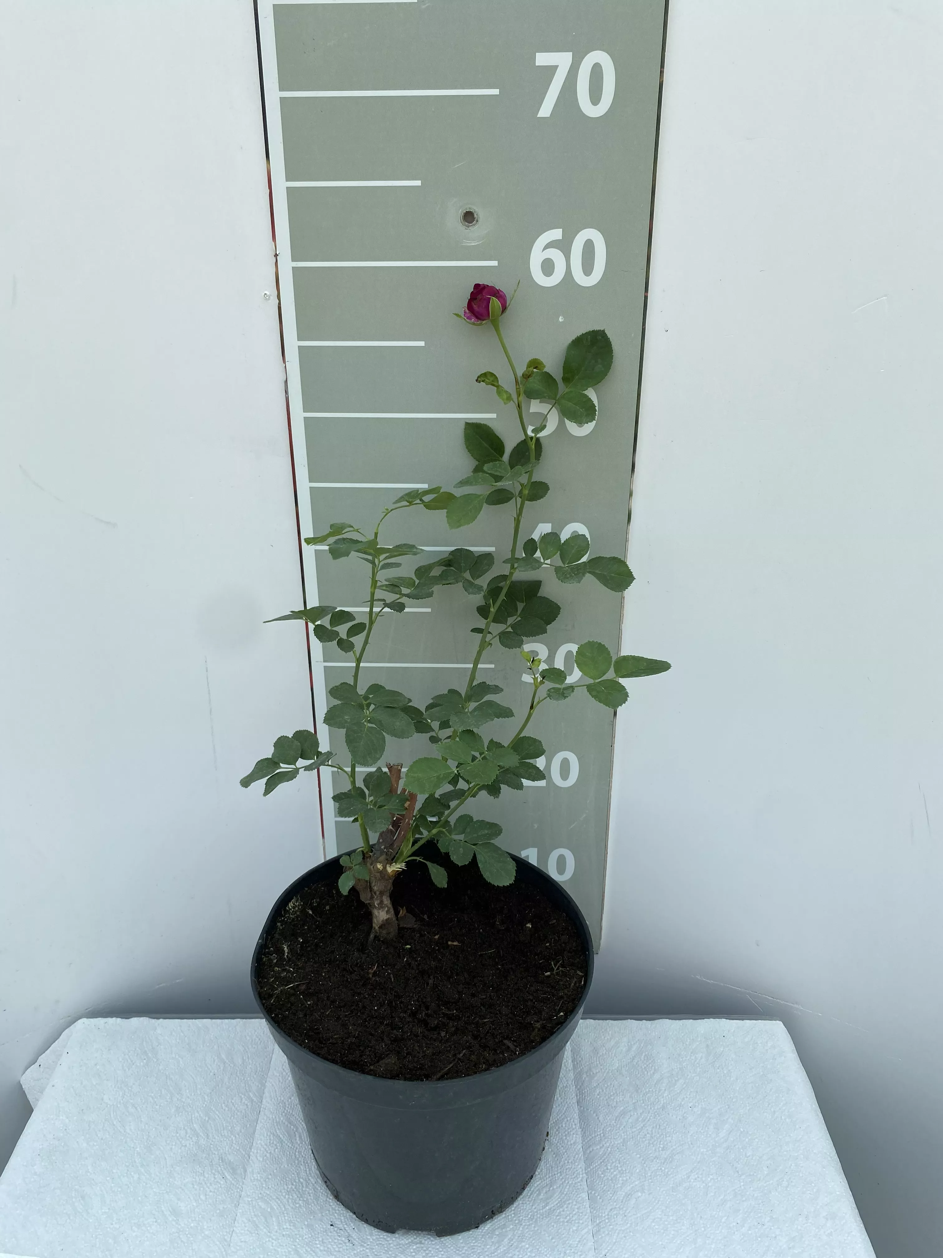 Роза чайно-гибридная Парфюм де Рев v5 Lav 