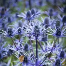 Синеголовник плосколистный Блу Хоббит (С3) ЦО 