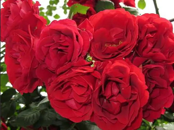 Роза Симпатия в коробке АФ 