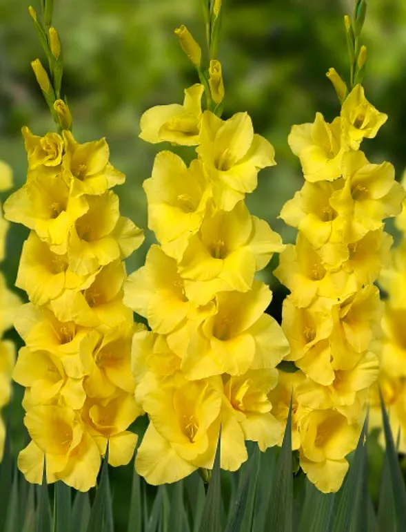 Луковица Гладиолус крупноцветковый Бананарама 10/12 10шт. Поиск 