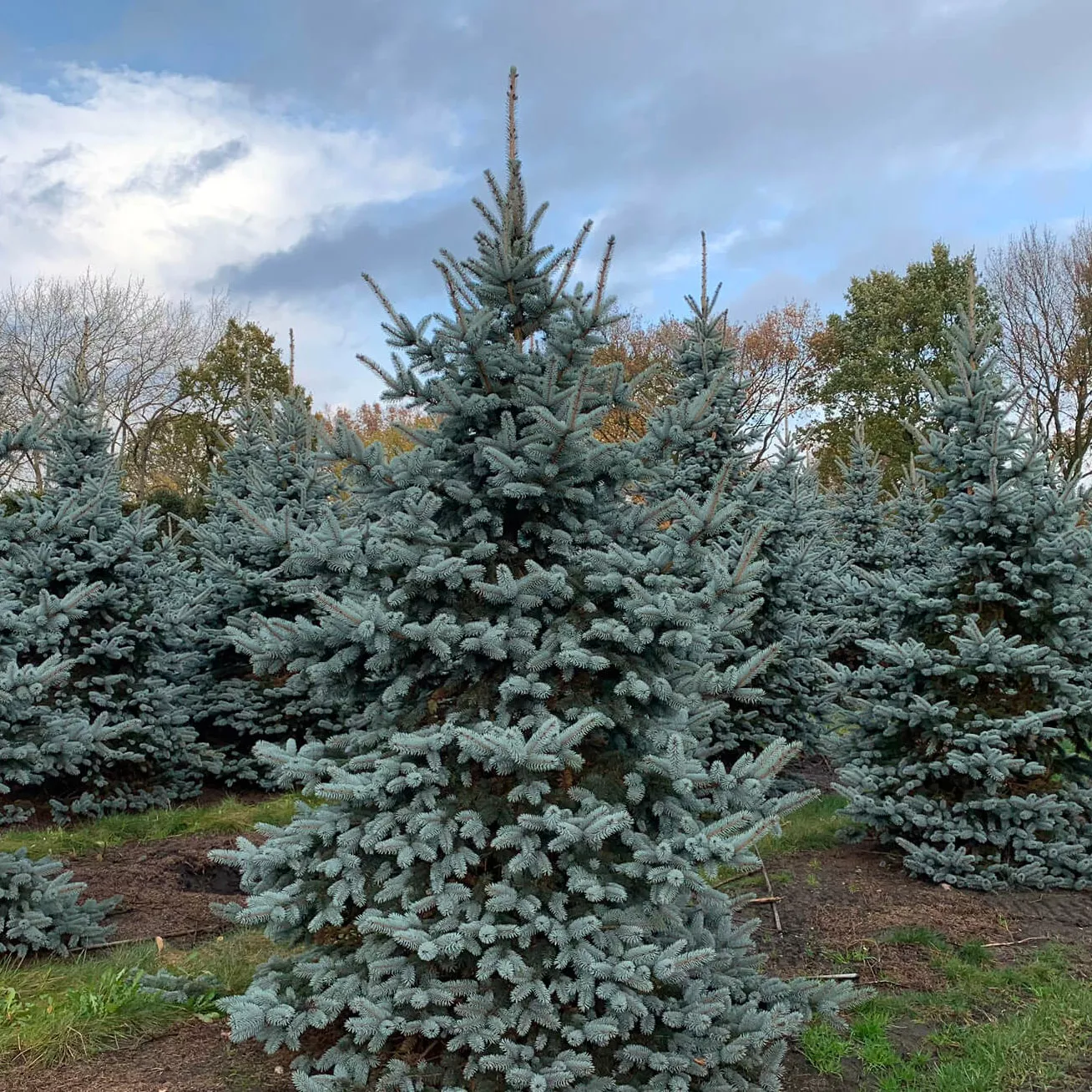 Ель колючая Ольденбург v5 30-40 
