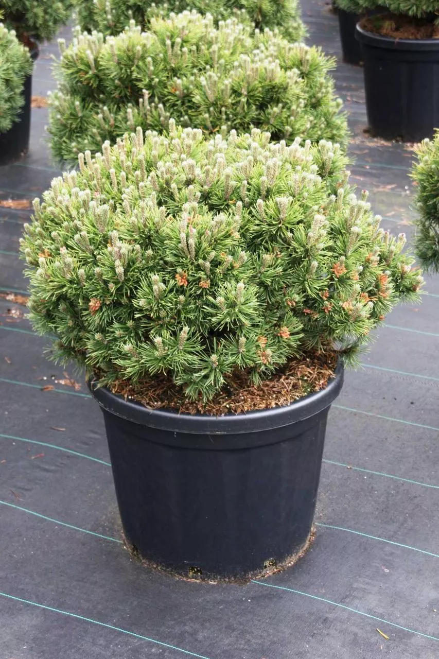 Сосна горная Мопс 40-50 см Lav 