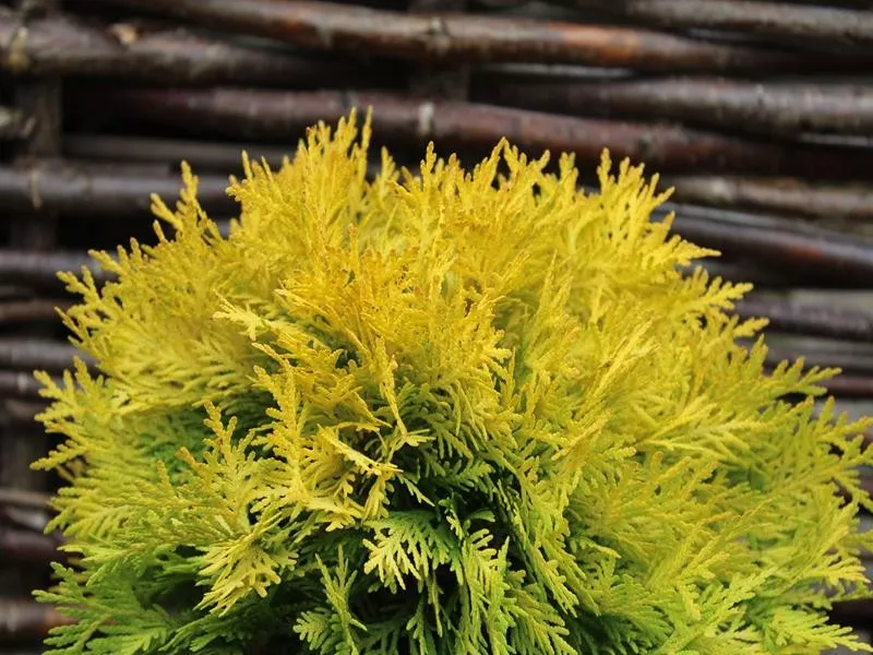 Туя западная Амбер Глоу v2 Tim 