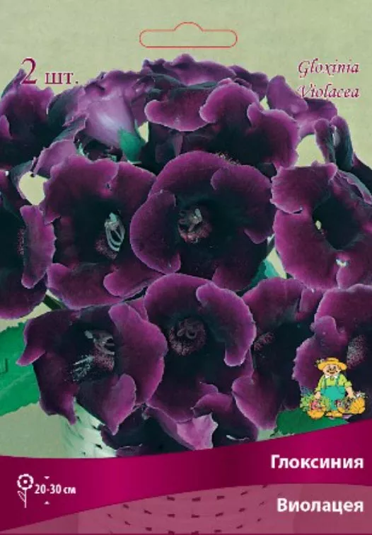 Клубень Глоксиния Виолацея  4/5 2шт. Поиск 