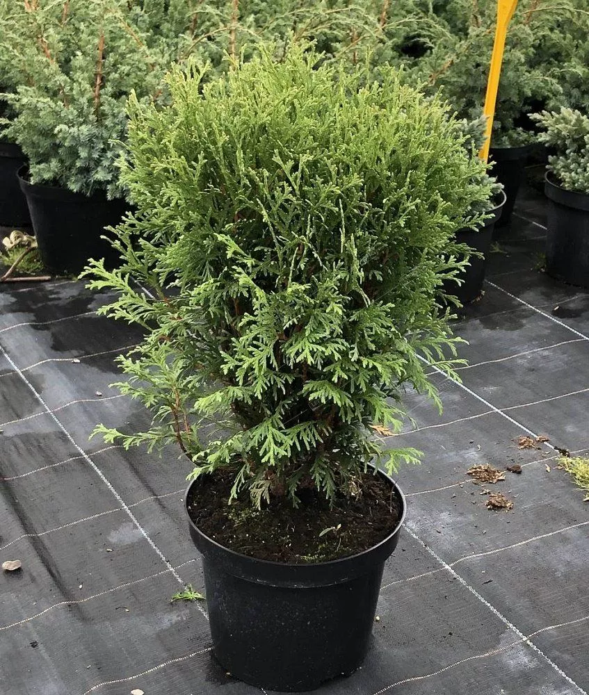 Туя западная Литтл Джайант v3 20-40 Sav 