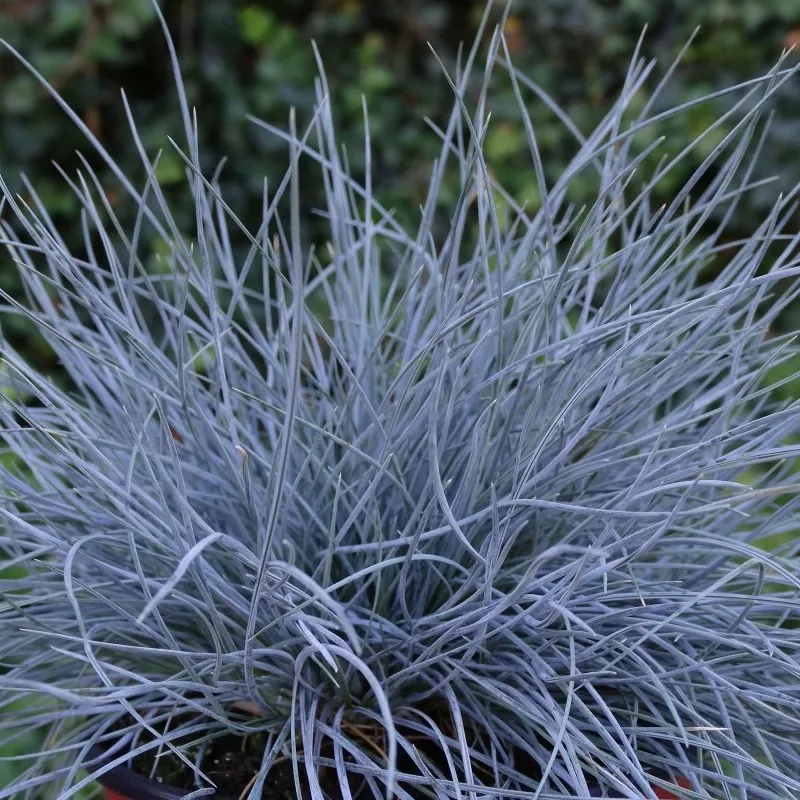 Овсяница Эйсвогель v2 Tim 