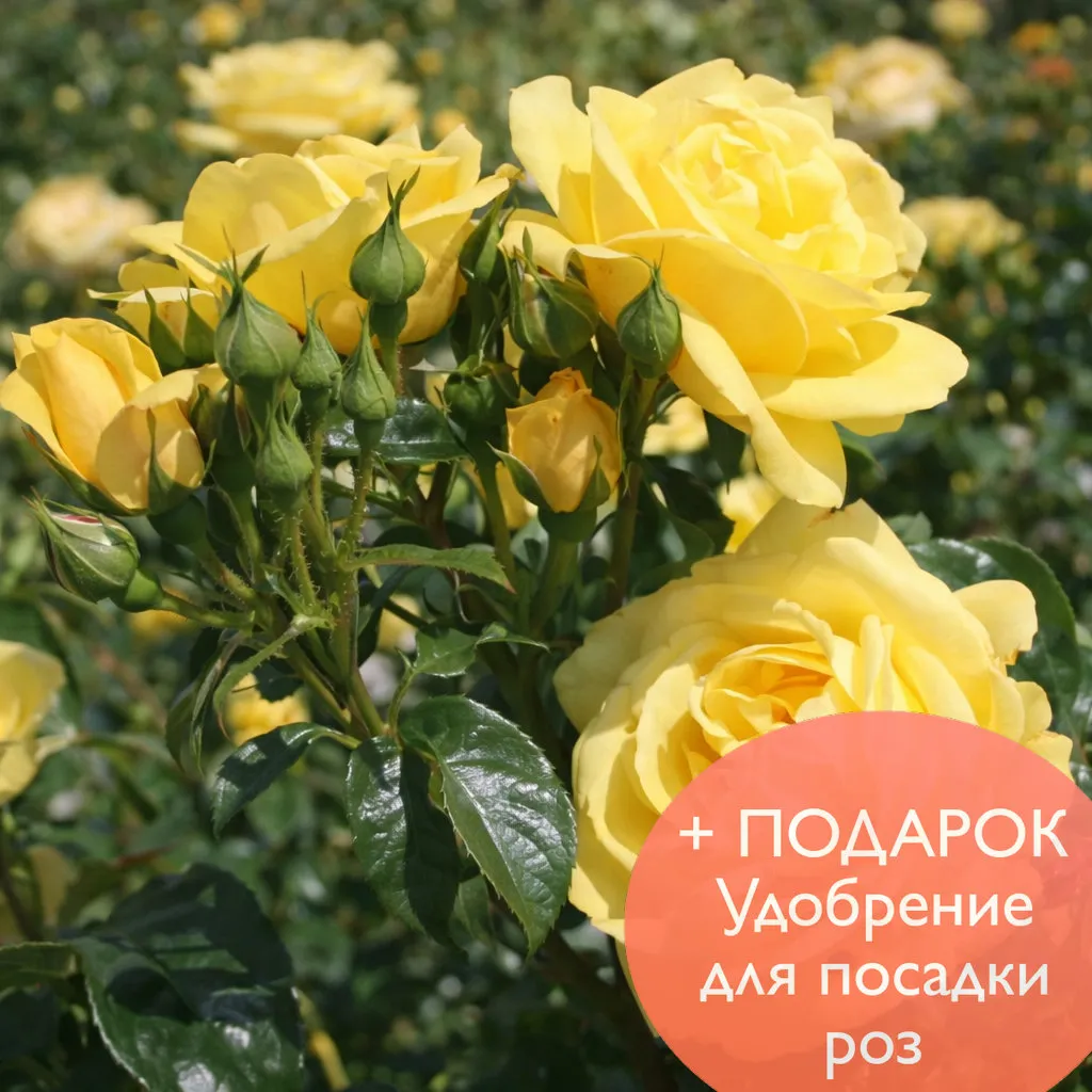 Роза шраб Эмиль Нольде в коробке Биосфера 