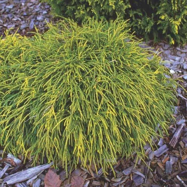 Растение кипарисовик горохоплодный Санголд  С12, 60-70см 