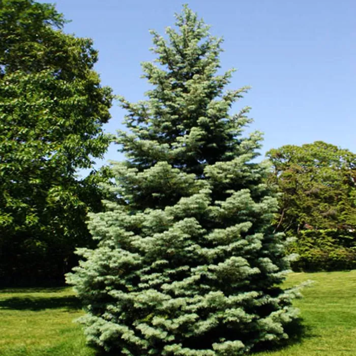 Растение пихта одноцветная 175 200 KG 2017 