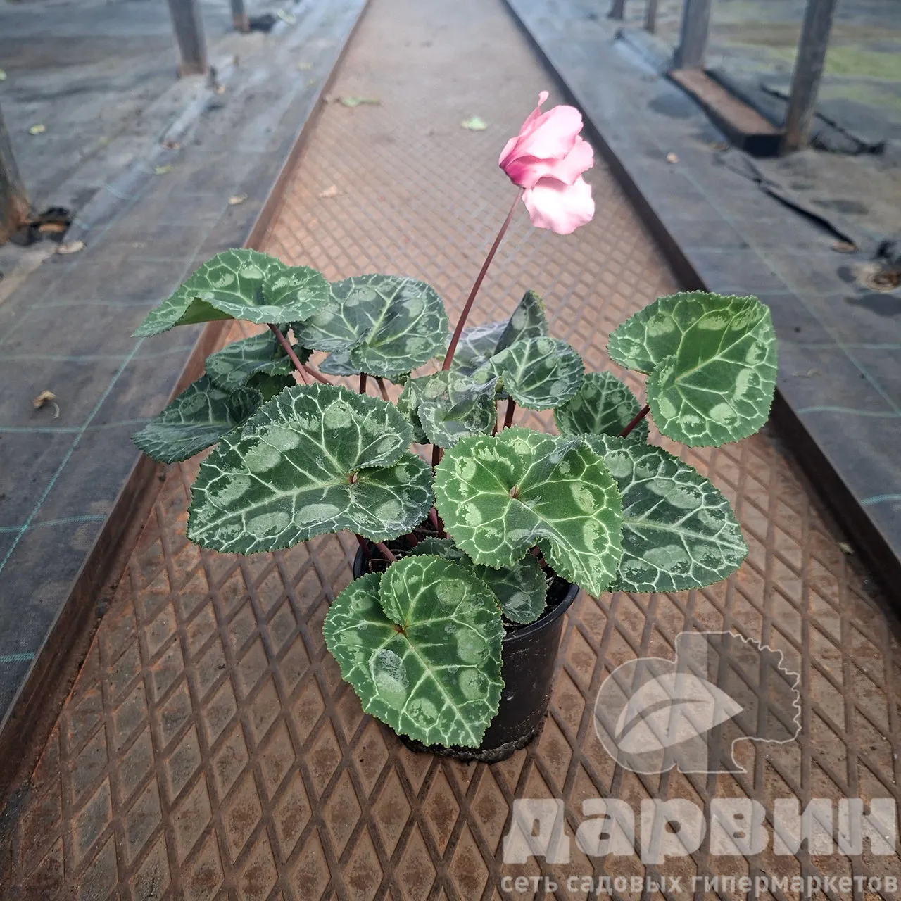 Цикламен персидский Пурпурный d12 Tim 