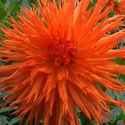 Клубень Георгина Мелз Оранж Мармелад (I) 1 шт 