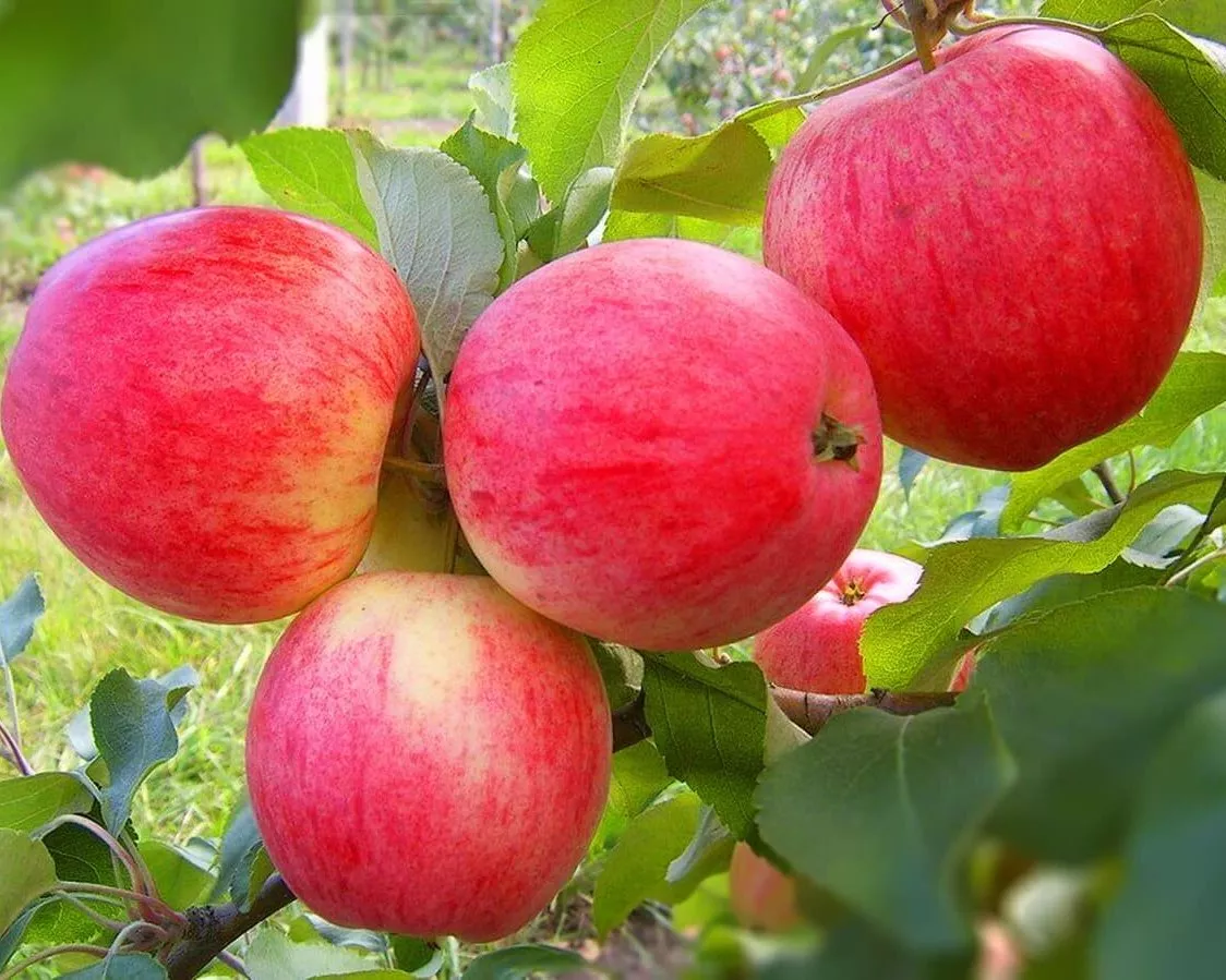 Яблоня Мельба v5 100-140 Lav 