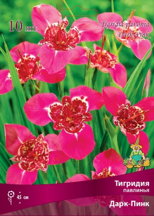 Клубень Тигридия павлинья Тигридия павлинья Дарк-Пинк 5/7 10шт. Поиск 