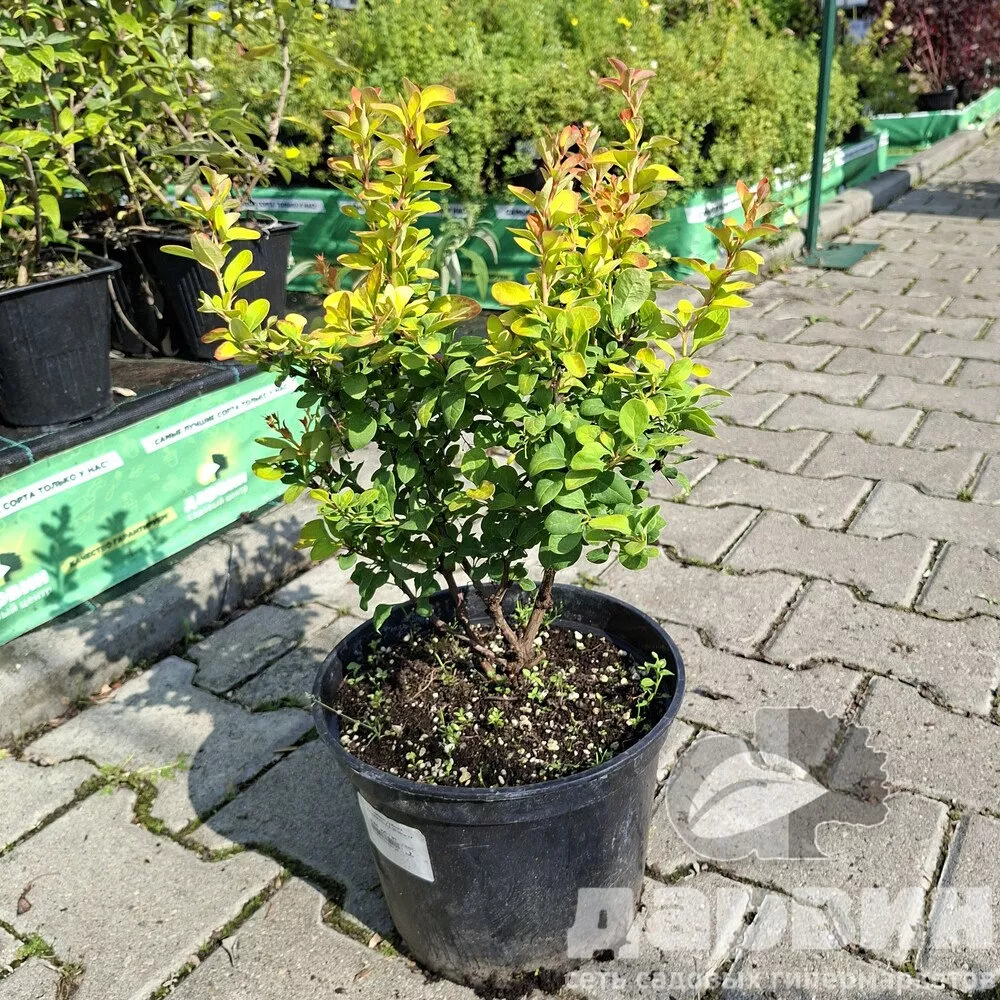 Барбарис тунберга Лимончелло v5 Lav 