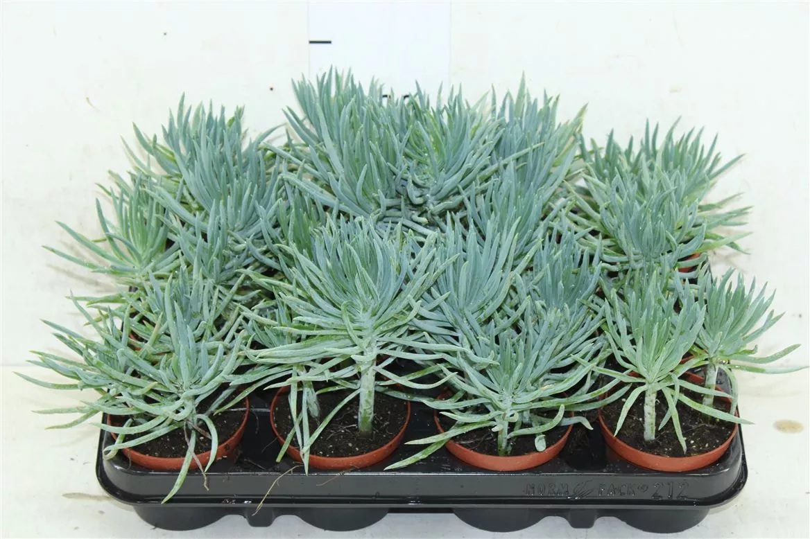 Сенецио Блю d8 h15 