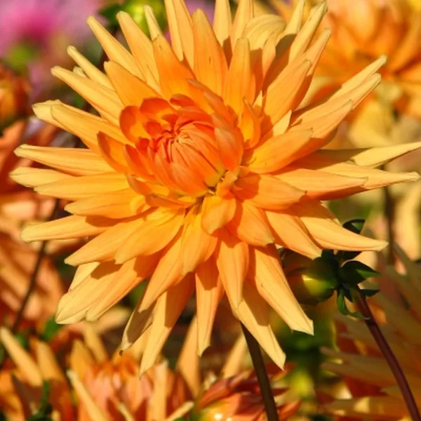 Клубень НВМ Георгина Кактусовая Голден Кроун (II) 1шт 