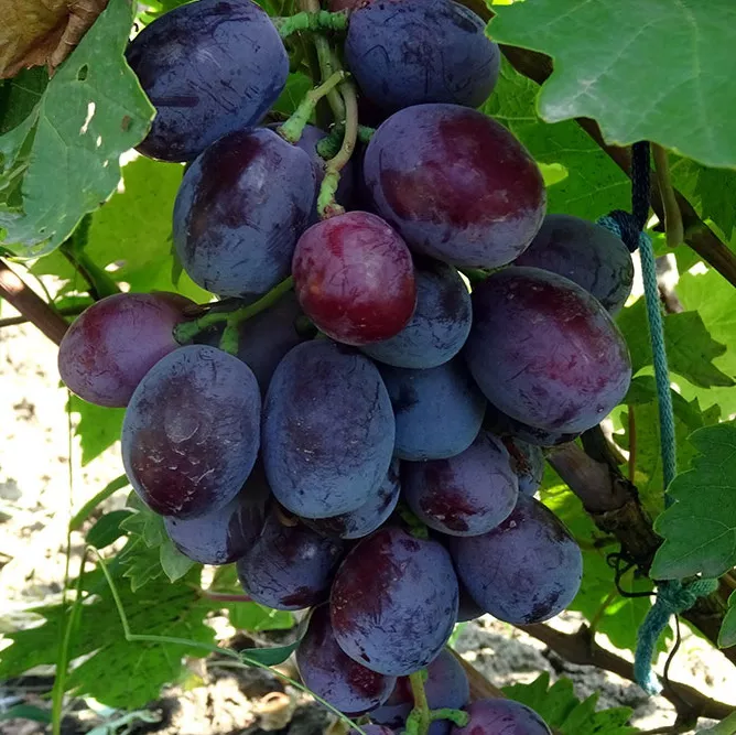 Виноград плодовый Эверест, фиолетовый в коробке Tim 