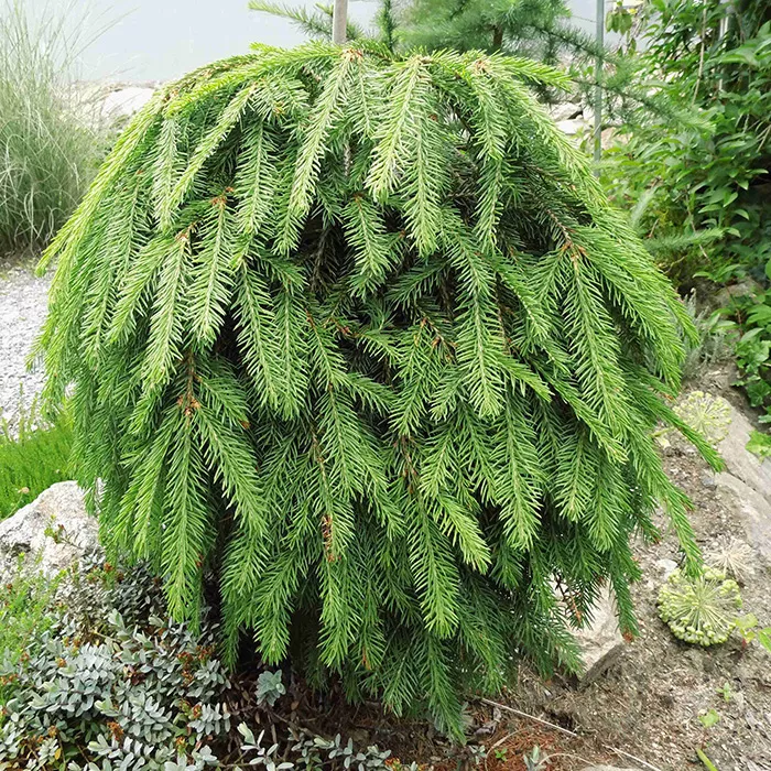 Ель обыкновенная Форманек штамб v30 160-180 