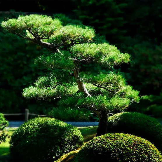 Лиственница Бонсай С18, 80/+СМ 