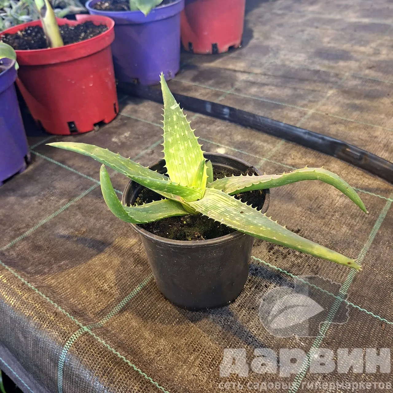 Алоэ d12 h20 Tim 