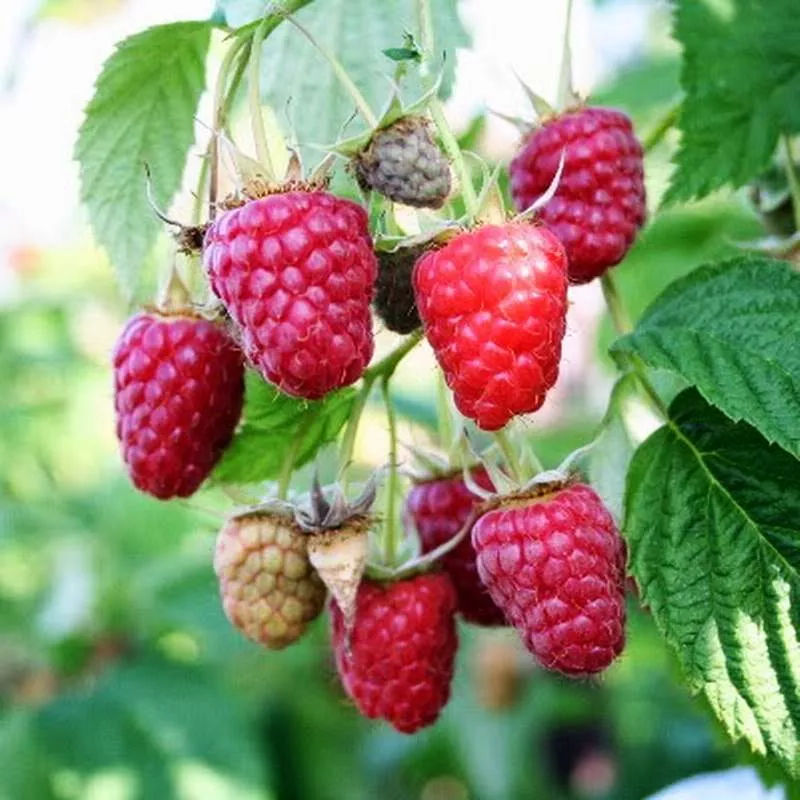 Малина Бенефис красн v2 Tim 