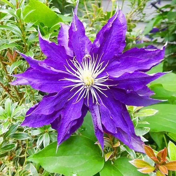 Клематис Хакуоокан v2 Cl 