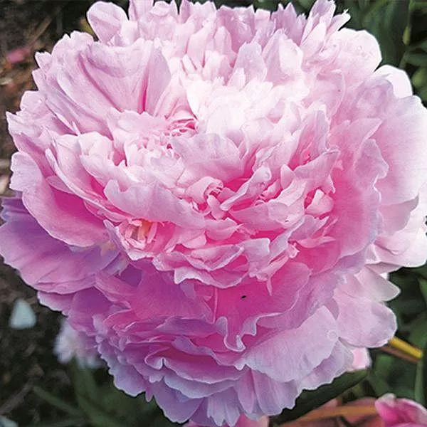 Пион Рауль Дессер v5 Tim 