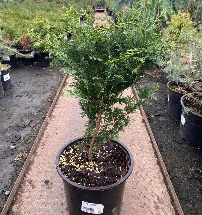 Кипарисовик тупой Нана грацилис v5 Lav 