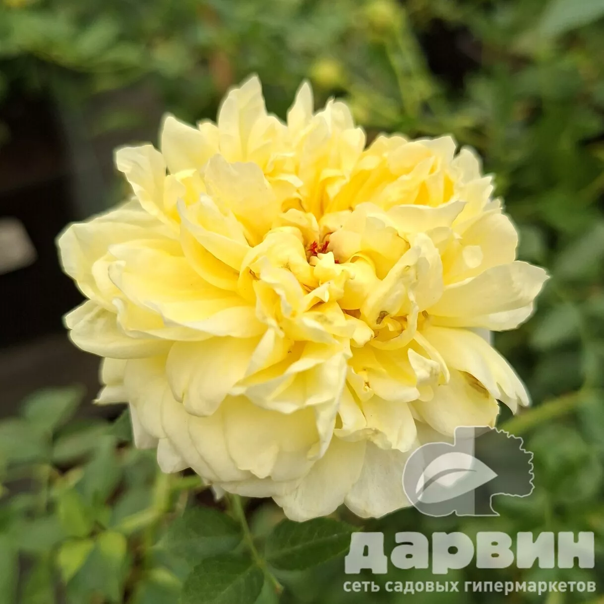 Роза почвопокровная Надя Мейян де Декор v5 Lav 