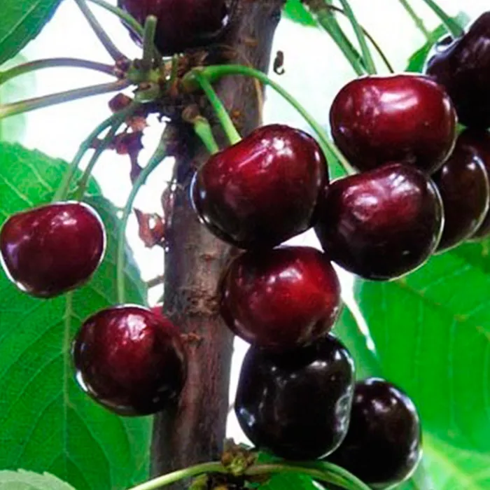 Черешня Родина 3-х летка 