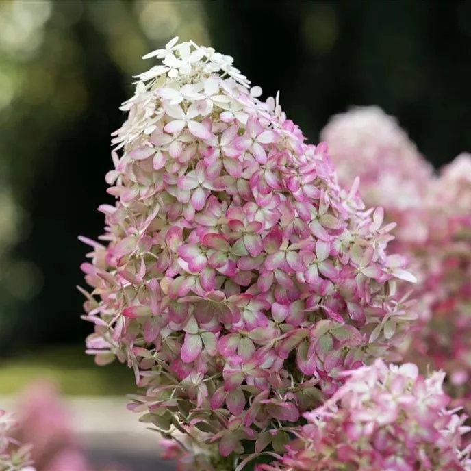 Гортензия метельчатая Ройал Флауэр v3 Tim 