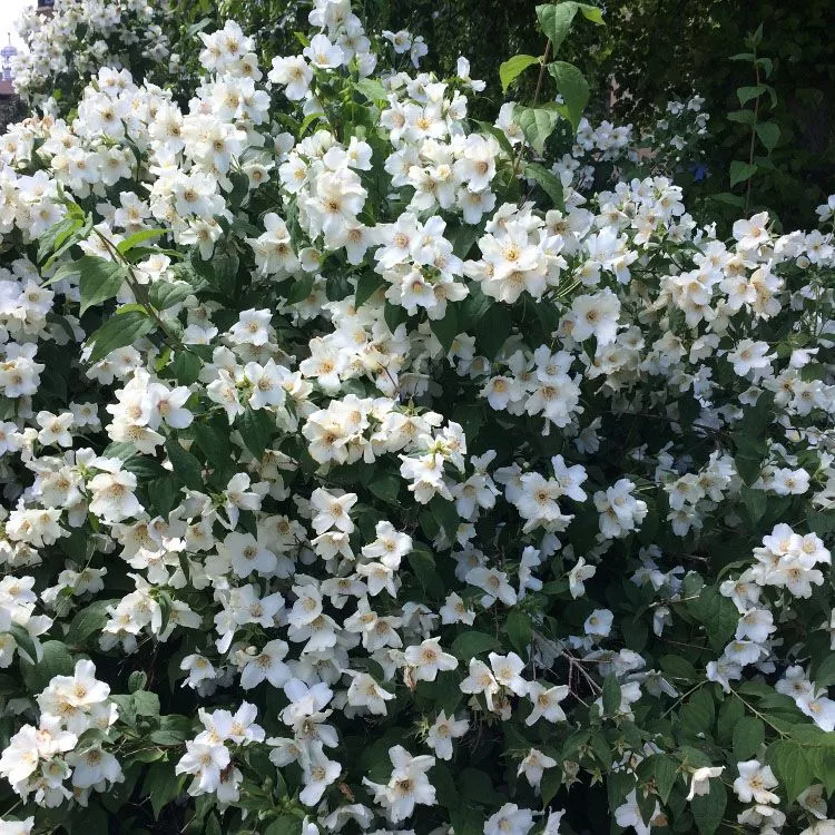 Бель Этуаль Чубушник