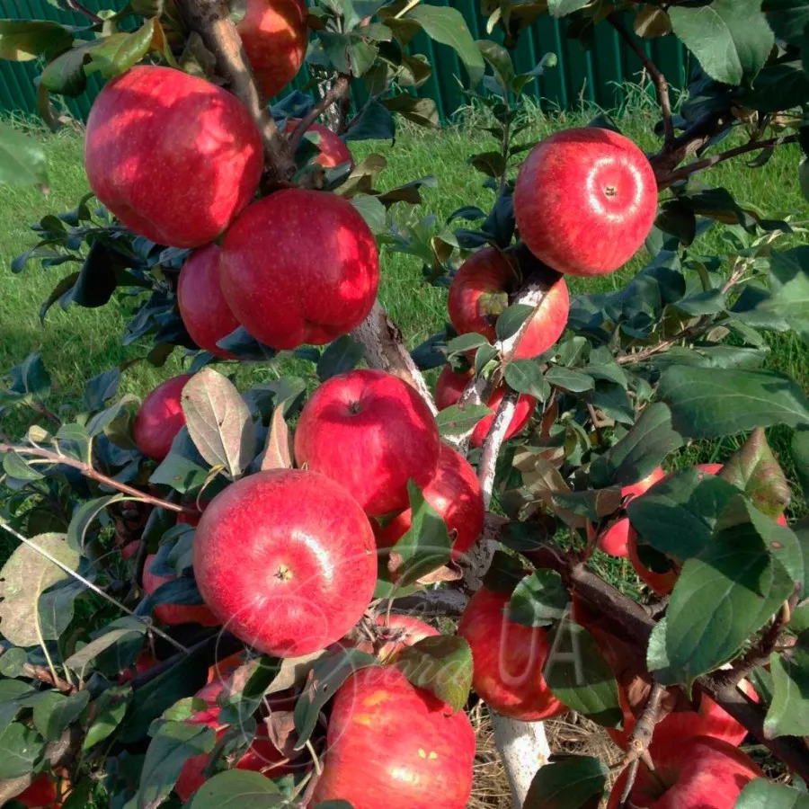 Яблоня Хоней Крисп С7,5 Н100-140 ЦО 