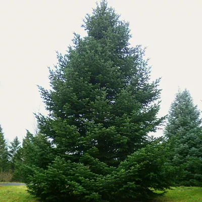 Растение пихта одноцветная - braune Zapfen# mB -40 50 