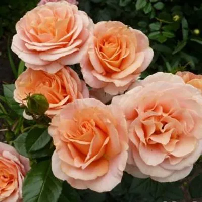 Роза флорибунда Бенгали с5, Tim 