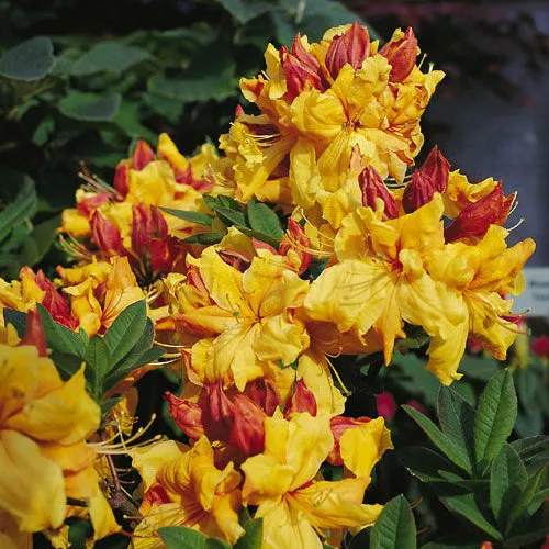 Азалия гибридная Санте Нектарин с15 