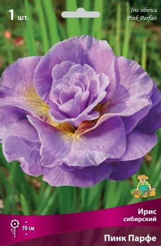 Кореневище Ирис сибирский Пинк Парфе 1шт Поиск 