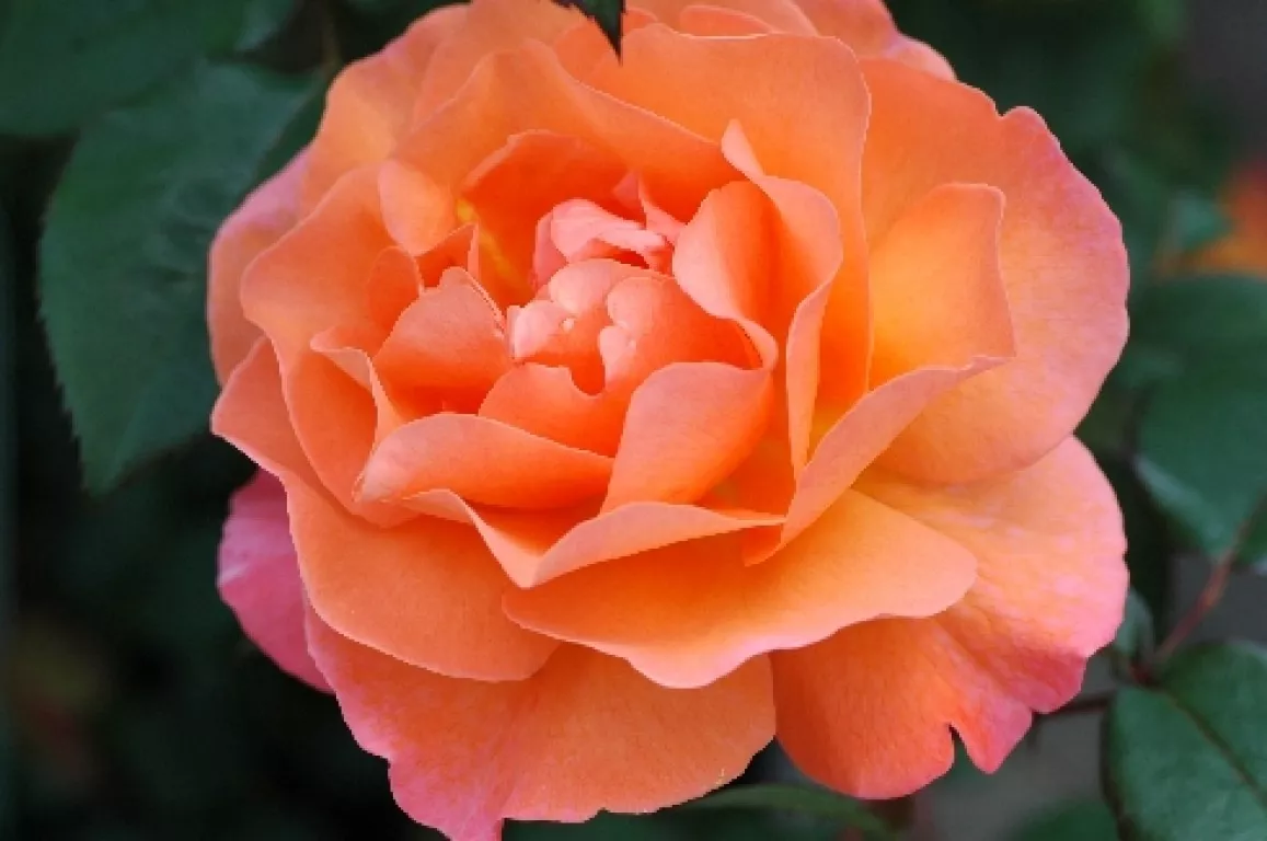 Роза шраб Орандж в коробке ZP 